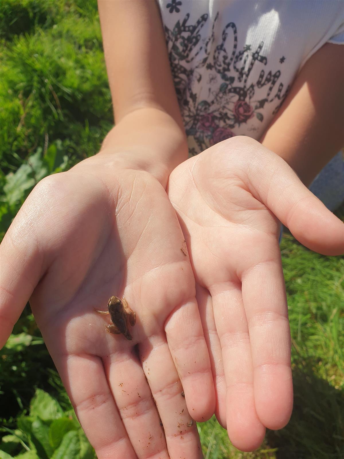 Barnehender som holder en liten frosk. - Klikk for stort bilde